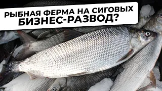 ТРУДНЫЙ БИЗНЕС. Почему Самый ПОЛЕЗНЫЙ Вид Рыб так СЛОЖНО Выращивать в  УЗВ?