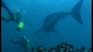 Diving/swimming with Great White Sharks Filmed for the First time (Carcharias the Great White 2000)