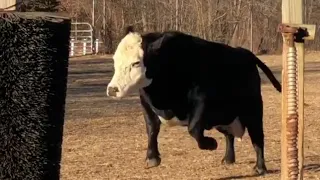 Cow Goes CRAZY for Giant Brush 🐄