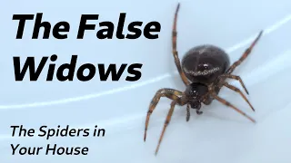 The Spiders in Your House - The False Widows