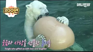 What Korea's last polar bear Tongki left with us!