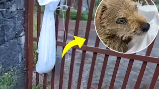 Hanging at the gate, the abandoned dog cried loudly when he could breathe