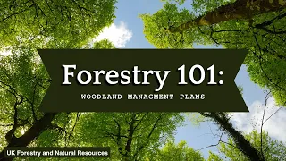 Forestry 101: Woodland Management Plans