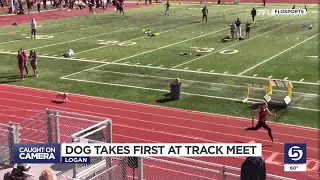 Video of dog joining high school track race goes viral