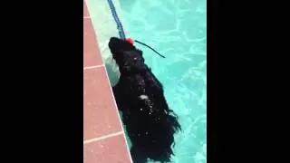 Max the Giant Schnauzer taking Norman the Maine Coon kitten for a swim