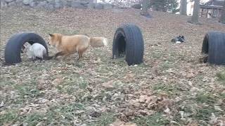 Leo the siamese cat and foxes