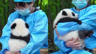 Panda understands Sichuan dialect series Panda Fu Duoduo: Humph!  Not the cutest little bear!