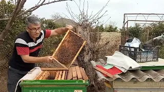 Arılara düzgün genişlenme vermək necə olmalıdır ( çərçivə vermək).