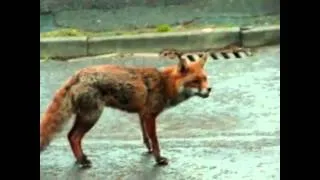 Dog saves cat from terminator fox!