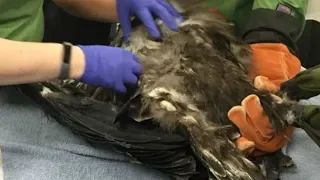 Eagle that fell from nest being cared for in Walnut Creek