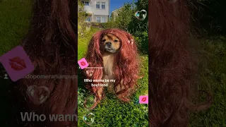 Funny sh!t 😂💋#funny #tiktok #dog #funnyshorts #love