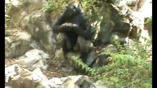 Loro Parque. Gorilas y chimpancés.