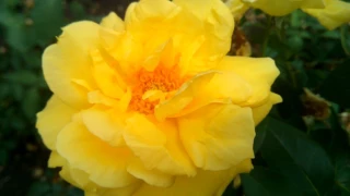 ЖЁЛТАЯ РОЗА: цветок, цветение - Yellow rose