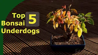 5 underappreciated species for bonsai