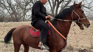 Namangan viloyati Uchqorgon tumanida Solohiddin polvonda SHTORM laqabli ot sotuvda