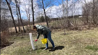 Fertilizing My 60 Fruit Trees! Apples, Apricots, Cherries, Plums, & Pears! | Simply Bloom