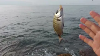 Kıyıdan Şamandıralı Takımla Sargoz, Karagöz Avı - Sokarlar Bırakmadı