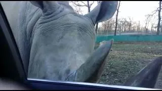 Safari Park Pombia: Attenzione al rinoceronte