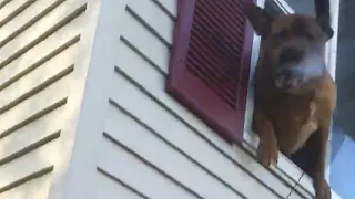 Dog Jumps Out of Window of Burning House