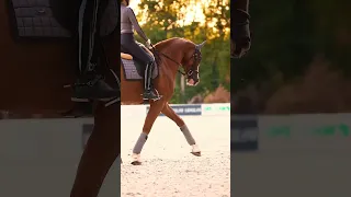 Dressurtraining endlich wieder bei guten Wetter 🤩 Frühling 🌱 #equestrian #reiter #dressurpferd