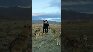 Wolf Attack To Man #shorts #viral #cute #funny #animals #wolf  #attack #amazing  #trading #reeals