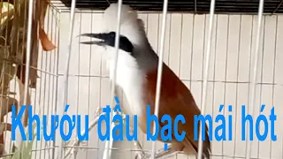 Khướu đầu bạc mái hót