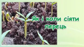 Як і коли сіяти перець?