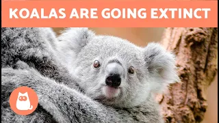 KOALAS Have Been DECLARED in DANGER of EXTINCTION 🐨⚠️