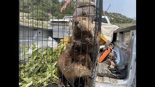 Beaver Release to Heal Degraded Western Streams