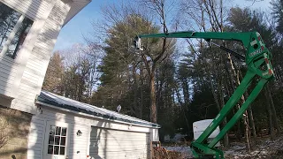 Removing a 50 FOOT TREE from our yard!