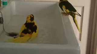 Какарики купаются