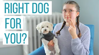 Should You Get a Maltipoo? Take THIS QUIZ to Find Out!