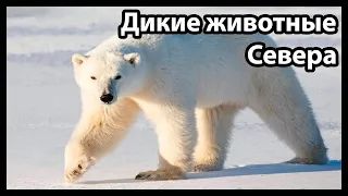 Дикие животные Севера (Зов природы)