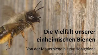 Die Vielfalt unserer einheimischen Bienen.