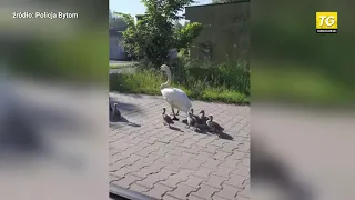 Bytom Bytom. Policja eskortowała przez ulicę rodzinę ŁABĘDZI (09.06.2021)