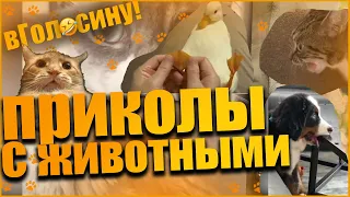 подборка  смешные животные до слез  2019 ЛУЧШИЕ ПРИКОЛЫ