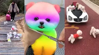 Забавный и милый шпиц 😍 # 8 # 😍 Cute and funny Pomeranian dogs. 💖