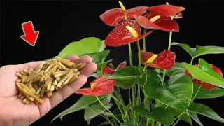 Just Use Once! Anthurium Blooms Continuously All Year Long