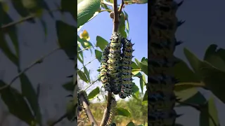 Mopani worm harvest time in Palaborwa