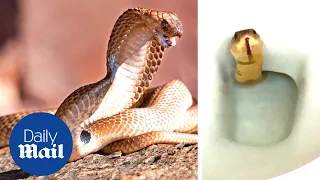 Terrifying cobra SNAKE appears in toilet in Cambodia