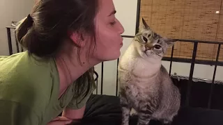 FUNNY Cats Hate being Kissed | Lovely Actions and  Humor Emotions