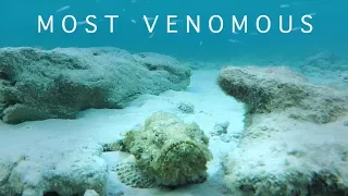 INVISIBLE AND VENOMOUS - World's Most Venomous Fish