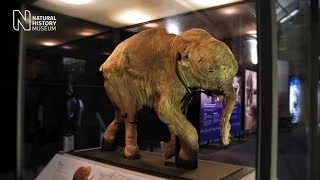 Mammoths: Ice Age Giants - the preview | Natural History Museum