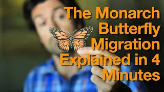 Monarch Butterfly Migration Explained in 4 Minutes