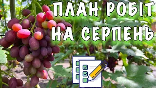 ПЛАН РОБІТ НА СЕРПЕНЬ. ЧИМ ОБРОБЛЯТИ КОЛИ ВИНОГРАД ДОЗРІВАЄ. ЗЕЛЕНІ ОПЕРАЦІЇ ТА ПОЛИВ