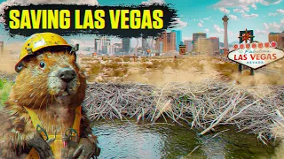 How Beavers Are Saving Las Vegas from Droughts | Full Documentary