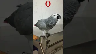 😅 It's Two Not Toe Chatty Boy Parrot Rocky 🦜🥰 #africangrey #talkingparrot #cuteparrot #birds #pets