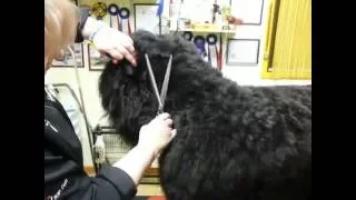 grooming BRT neck