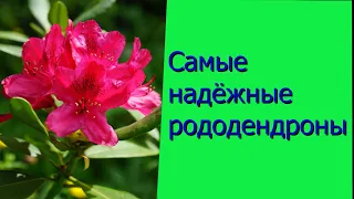 Самые надёжные рододендроны