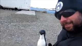 Close encounter with an Adelie penguin